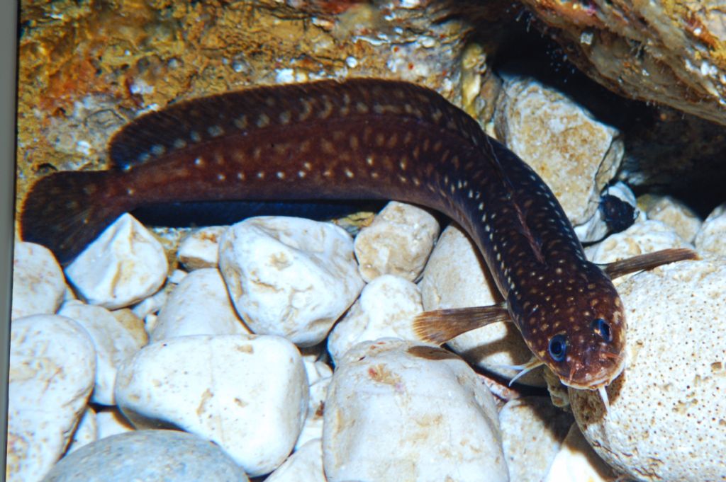 Fotografato in grotta: Gaidropsarus mediterraneus